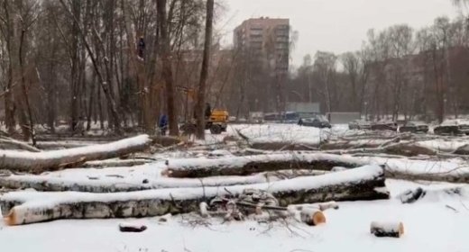 Защита Берёзовой аллеи от вырубки
