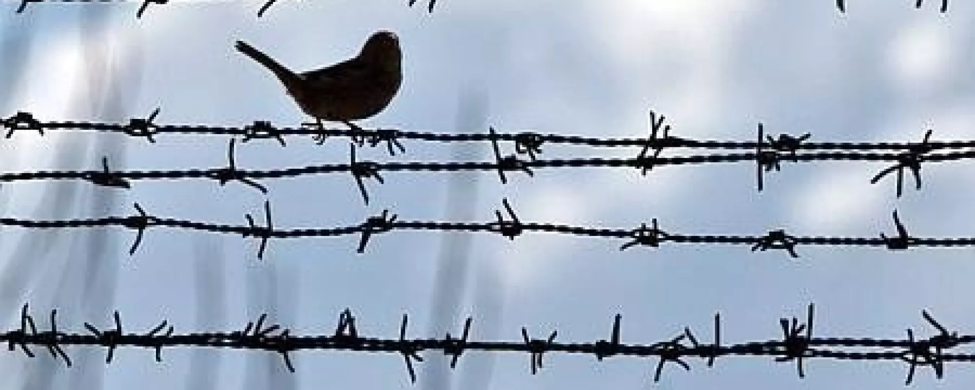 Начат сбор подписей за проект широкой амнистии