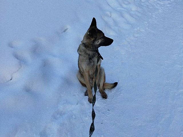 Собака Анны Селивановской / Фото из соцсетей