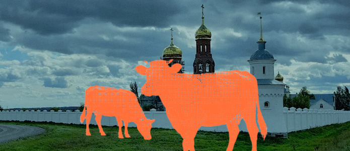 В селе Козиха начали убивать коров, несмотря на обещанную отсрочку. Документы жителям так и не показали